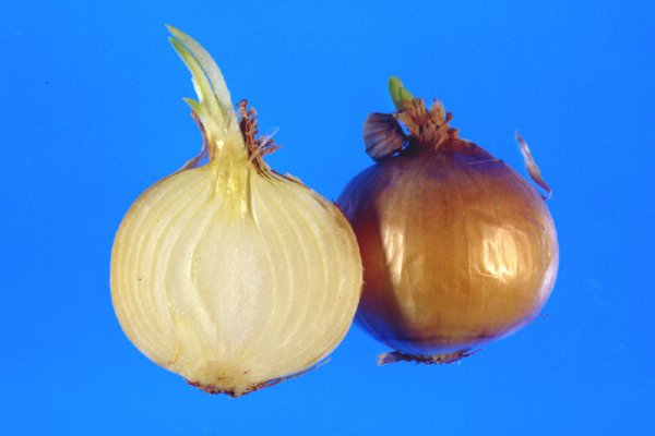 Даркнет маркет кракен onion