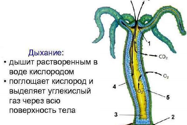 Купон кракен даркнет