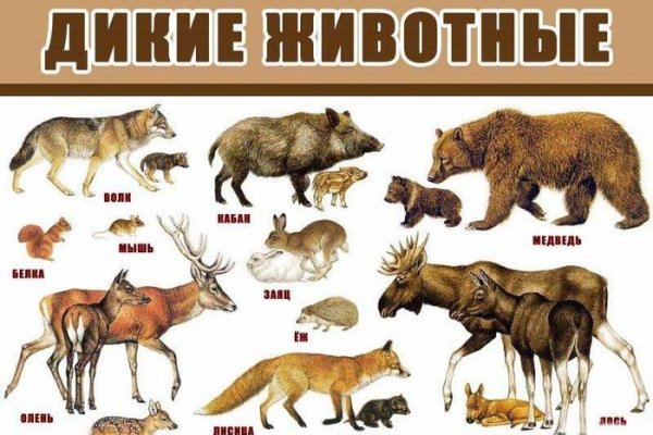Кракен последние ссылки